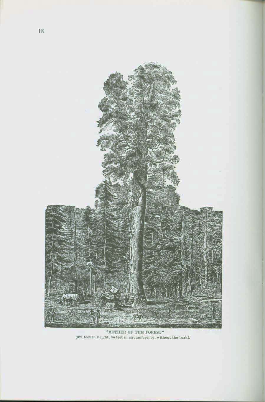THE MAMMOTH TREES OF CALAVERAS.vist0050f